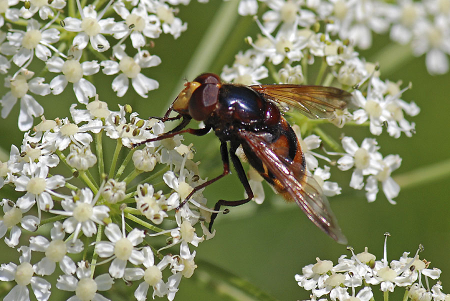 Volucella zonaria